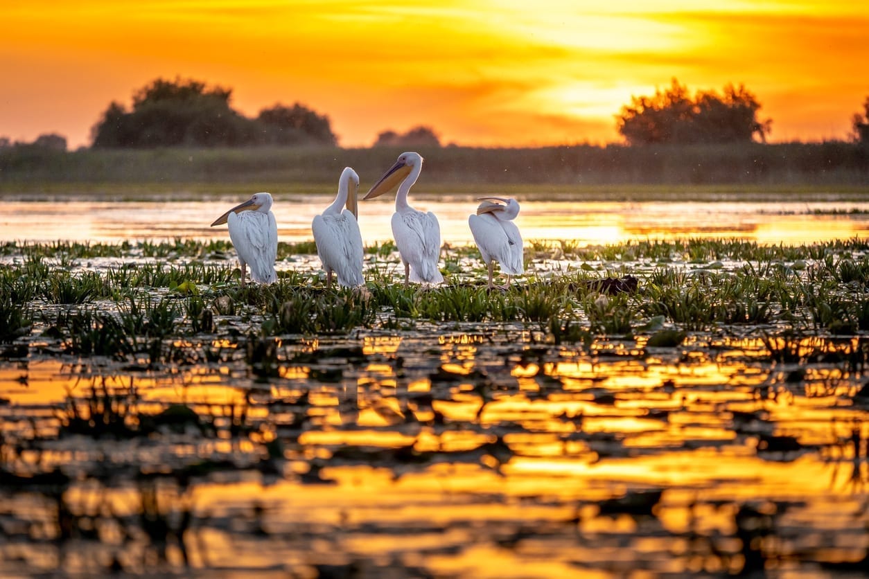 Danube Delta Tour